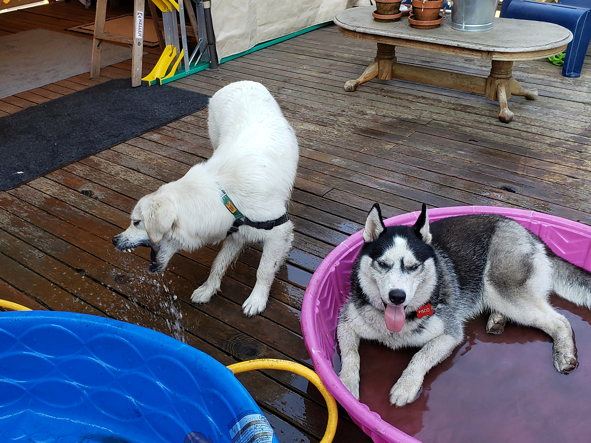 Dogs in pool