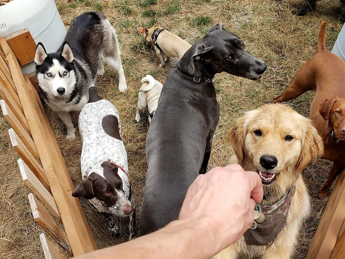 Dog treats